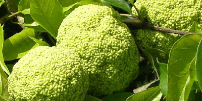 Osage Orange Fruit